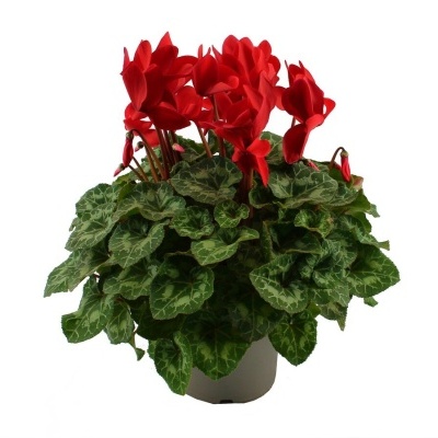 Planta com flores vermelhas de ciclame em vaso branco