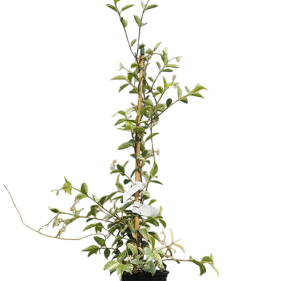 Planta trepadeira em vaso preto com suporte de madeira, folhas verdes