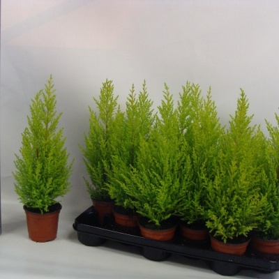 Oito plantas verdes cítricas em vasos castanhos sobre tabuleiro preto com régua de medição à esquerda