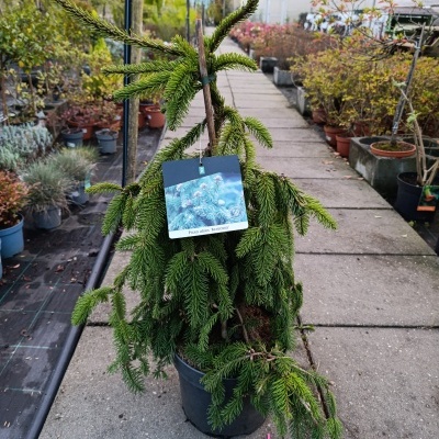 Planta Picea abies Nidiformis em vaso preto com etiqueta, viveiro de plantas ao fundo