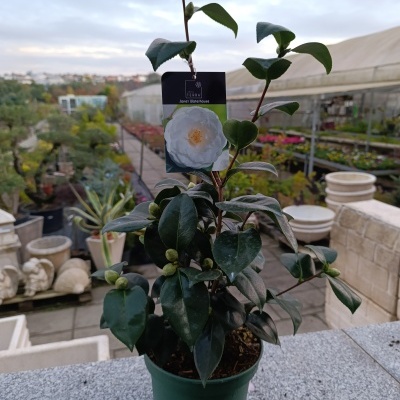 Planta de Camellia branca em vaso verde com etiqueta preta num viveiro.