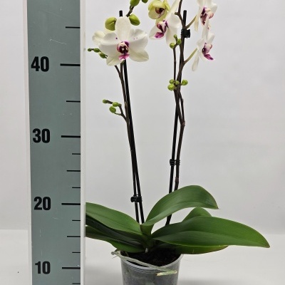 Orquídea branca com centro violeta em vaso transparente junto a régua cinza