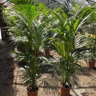 Duas plantas verdes em vasos castanhos dentro de estufa
