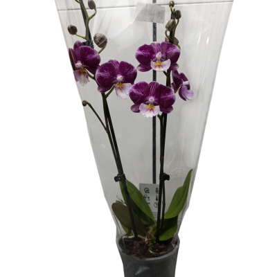 Orquídea roxa em vaso preto coberta por plástico transparente