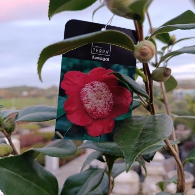 Planta com folhagem verde e etiqueta com imagem de flor vermelha e texto TERRA Kumogai