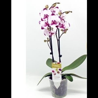 Orquídea branca com manchas cor-de-rosa em vaso de plástico transparente