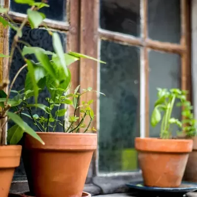 Três vasos de barro com plantas verdes junto a janela antiga