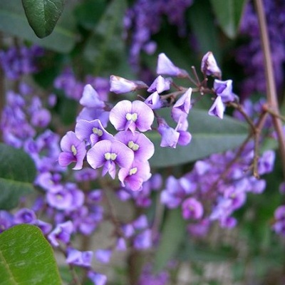 Flores lilases numa planta trepadeira com folhas verdes