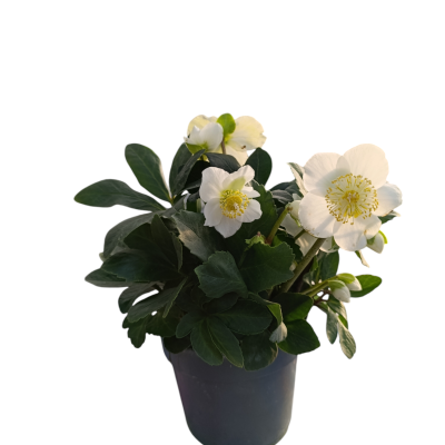 Planta florida em vaso preto, folhas verdes e flores brancas com estames amarelos