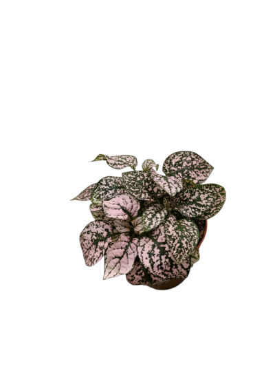 Planta com folhas rosa e verdes em vaso castanho