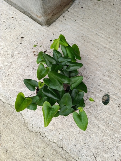 Planta verde com folhas em forma de coração sobre cimento cinzento.