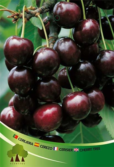 Cacho de cerejas pretas com folhas verdes e texto multilingue sobre cerejeira