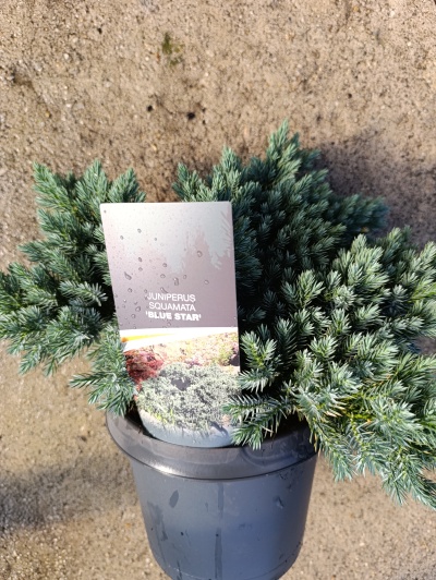Juniperus squamata Blue Star em vaso preto com rótulo, sobre chão granulado