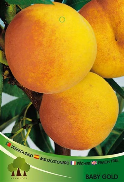 Três pêssegos amarelos e alaranjados em ramo com etiquetas multilingues e texto BABY GOLD