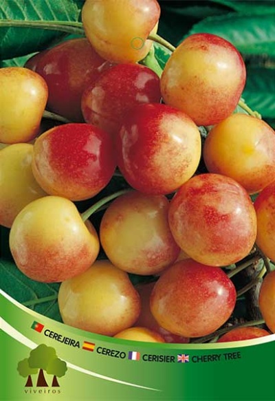 Cerejas amarelas e vermelhas com rótulo verde em ramos e folhas