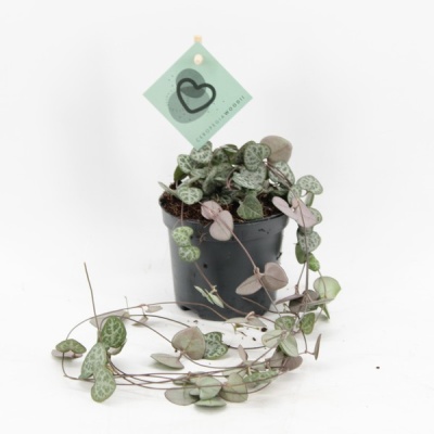 Planta Ceropegia woodii em vaso preto com folhas em forma de coração.