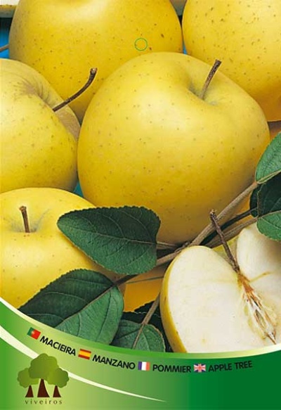 Maçãs amarelas com folhas verdes e texto sobre macieira em várias línguas