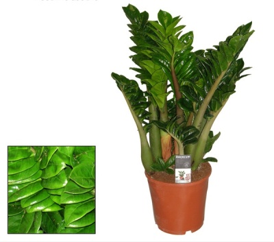 Planta ZZ em vaso de plástico castanho com folhas verdes brilhantes e etiqueta DECORPAZ