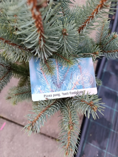 Galho de Picea pungens 'Iseli Fastigiata' com etiqueta branca e fundo azul