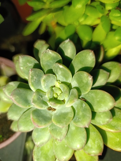 Suculenta verde com folhas em roseta num vaso