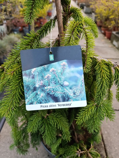 Planta Picea abies 'Acrocona' com etiqueta em viveiro