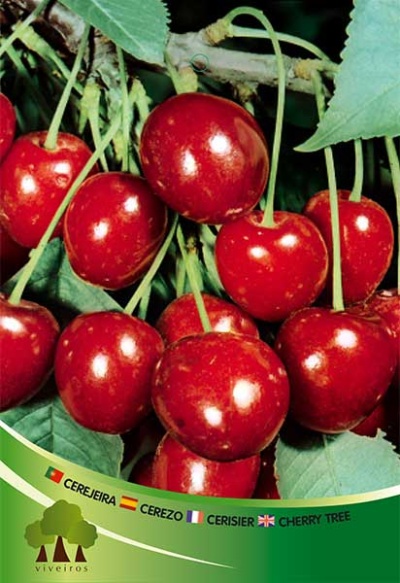 Imagem de cerejas vermelhas em ramos com rótulo multilingue