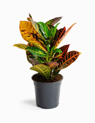 Planta com folhas coloridas em vaso preto