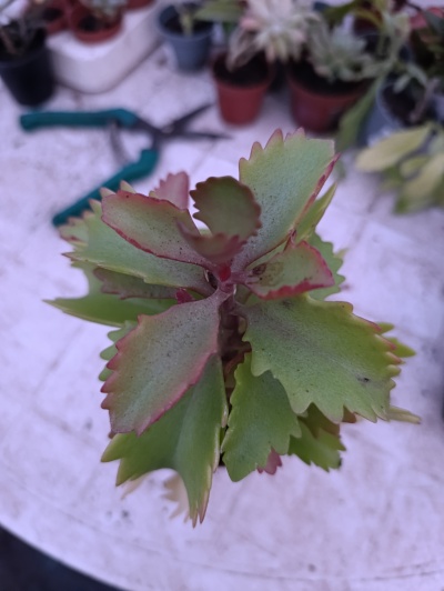 Planta suculenta com folhas verdes e bordas vermelhas em vaso sobre mesa branca com outras plantas ao fundo