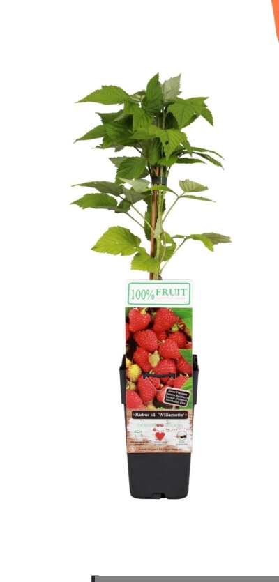 Planta de amora Willamette no vaso preto com etiqueta colorida e texto explicativo