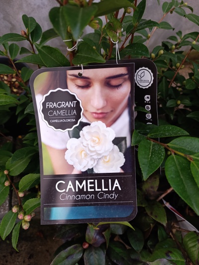Etiqueta de planta da Camellia Cinnamon Cindy com imagem de mulher e flores brancas