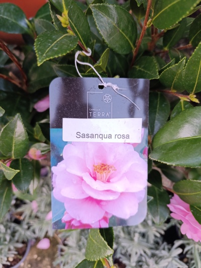 Etiqueta a uma planta com flor rosa e texto Sasanqua rosa