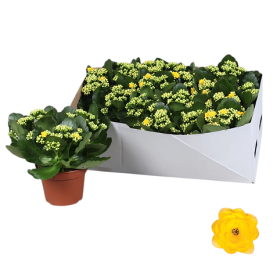 Plantas com flores amarelas em vasos castanhos dentro de caixa branca