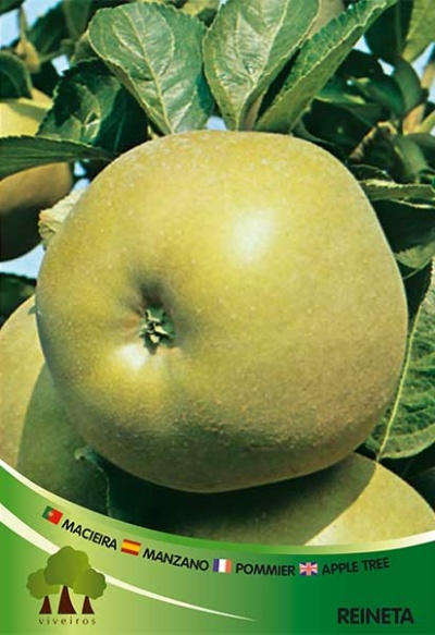 Maçã verde da variedade Reineta com etiqueta colorida e folhas ao fundo