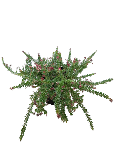 Planta verde com flores rosas em vaso preto