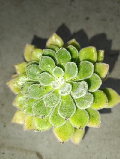 Planta suculenta verde com folhas peludas em círculo sobre superfície cinzenta