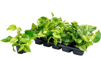 Plantas verdes com folhas variegadas em vasos pretos numa bandeja preta