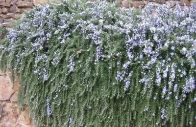 Arbusto verde com flores lavanda pendurado em muro de pedra