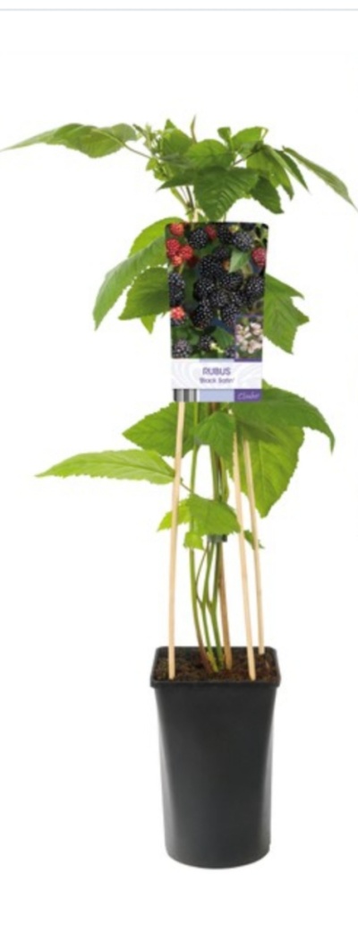 Planta de amora em vaso preto com etiqueta colorida e suporte de varas de madeira.