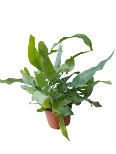 Planta verde em vaso castanho sobre fundo branco