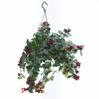 Planta artificial pendente com flores vermelhas e folhas verdes em suporte preto