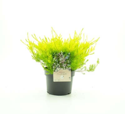 Vaso preto com planta de folhas verdes e amarelas com etiqueta