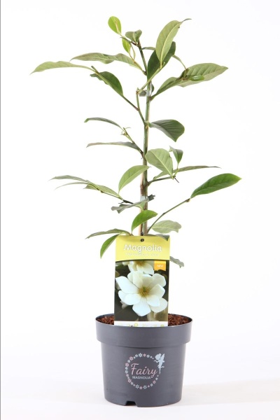 Planta de magnólia em vaso cinza com etiqueta amarela e fundo branco