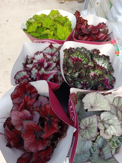 Seis bouquets de folhas coloridas em papel vermelho e branco com texturas e padrões distintos