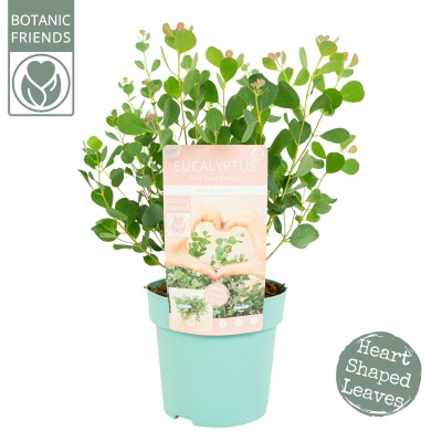 Planta de eucalipto em vaso verde claro com folhas em forma de coração e etiquetas