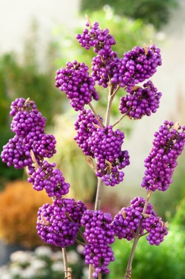 Cachos de bagas roxas em ramos num jardim desfocado