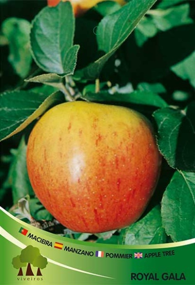 Maçã Royal Gala numa árvore com folhas verdes e texto informativo em várias línguas