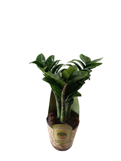Planta verde em vaso decorativo de papel com etiqueta