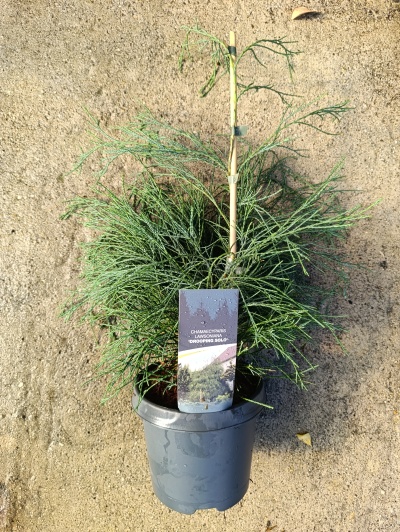 Planta Chamaecyparis lawsoniana 'Drooping Solo' em vaso cinza com etiqueta e caule amarrado.