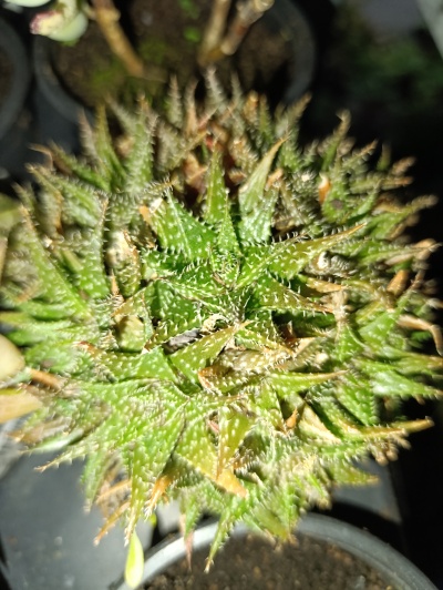 Planta suculenta verde em vaso preto vista de cima