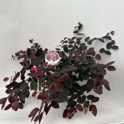 Planta com folhas vermelhas e etiqueta em fundo branco